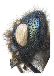   Sirex nigricornis  female gena; photo by H. Goulet, CNC 
